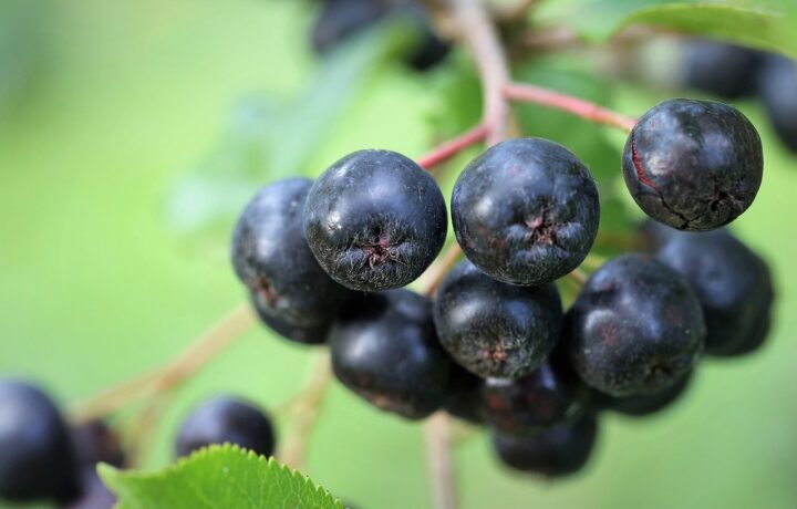 Aronia Saft und Aronia-Beere