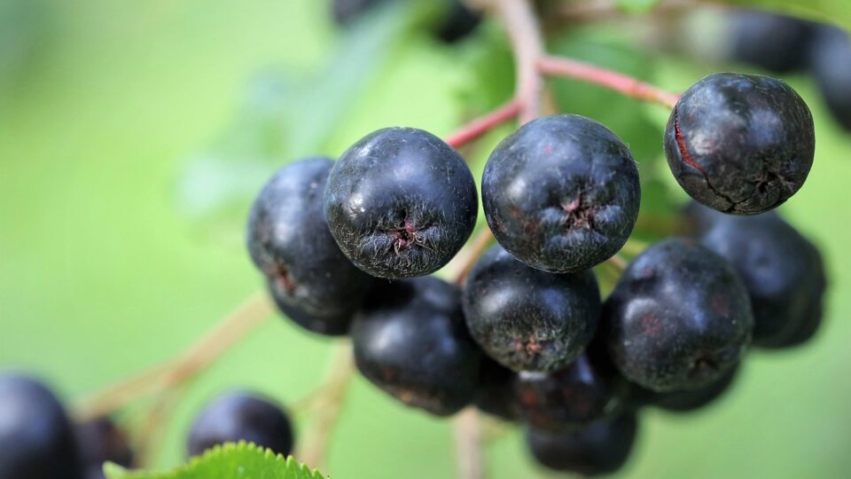 Aronia Saft und Aronia-Beere