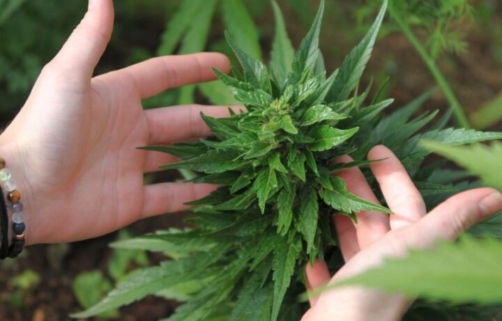 Schritt für Schritt: So richtest du dein Growbox Komplettset ein und startest durch