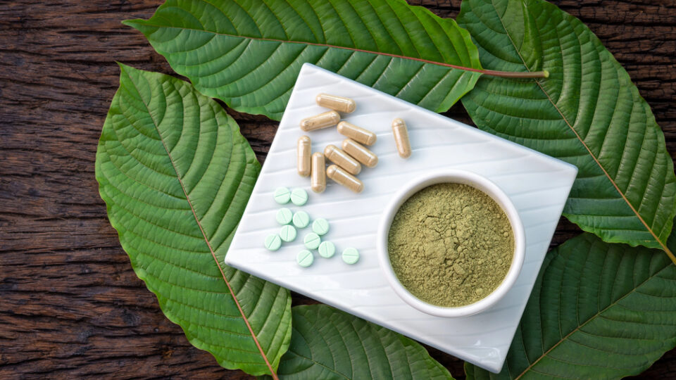 Kratom – Eine alte Pflanze neu entdeckt